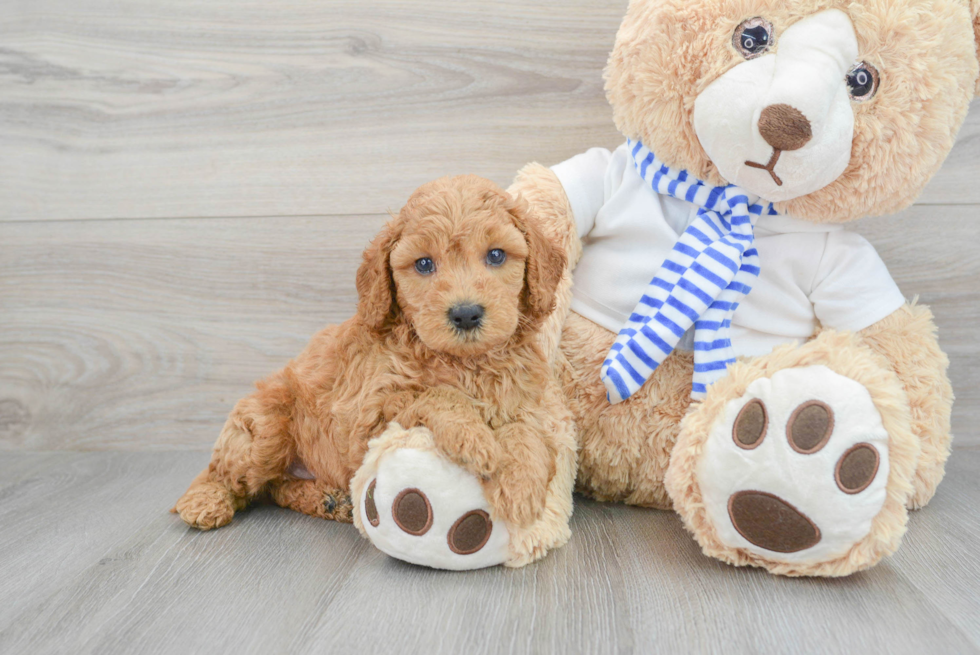 Hypoallergenic Golden Retriever Poodle Mix Puppy