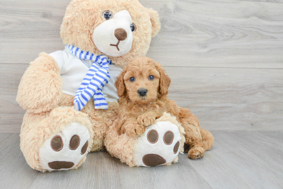 Mini Goldendoodle Puppy for Adoption