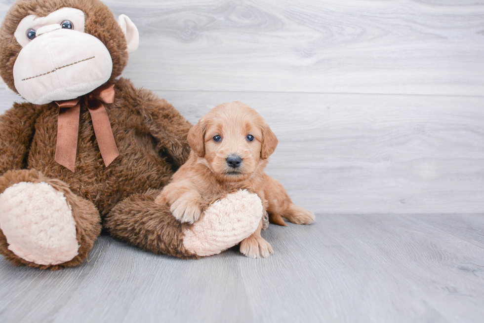 Energetic Golden Retriever Poodle Mix Puppy