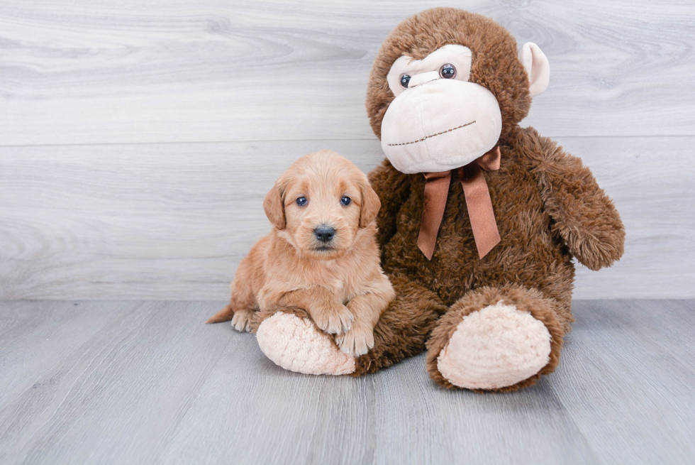 Best Mini Goldendoodle Baby