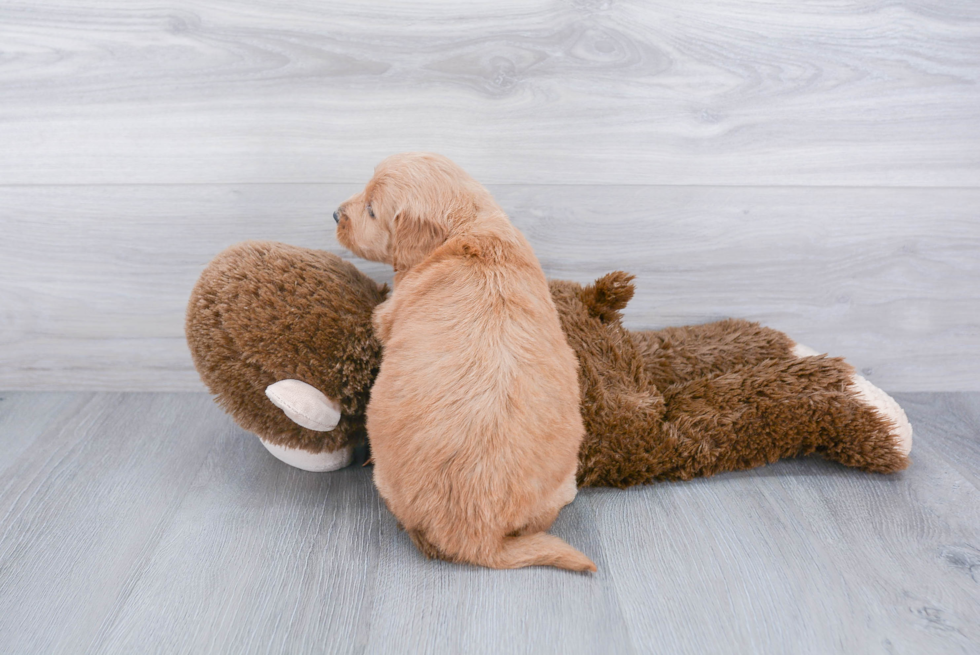 Mini Goldendoodle Pup Being Cute