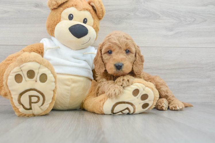 Mini Goldendoodle Pup Being Cute