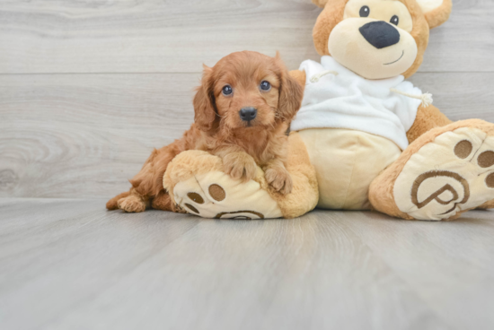 Best Mini Goldendoodle Baby