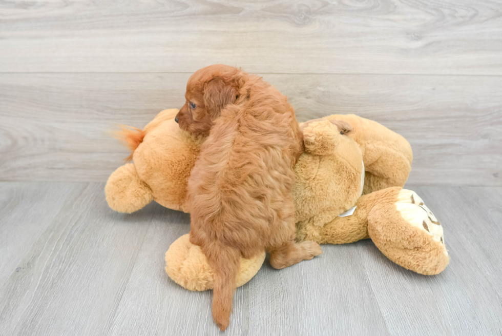 Cute Mini Goldendoodle Baby