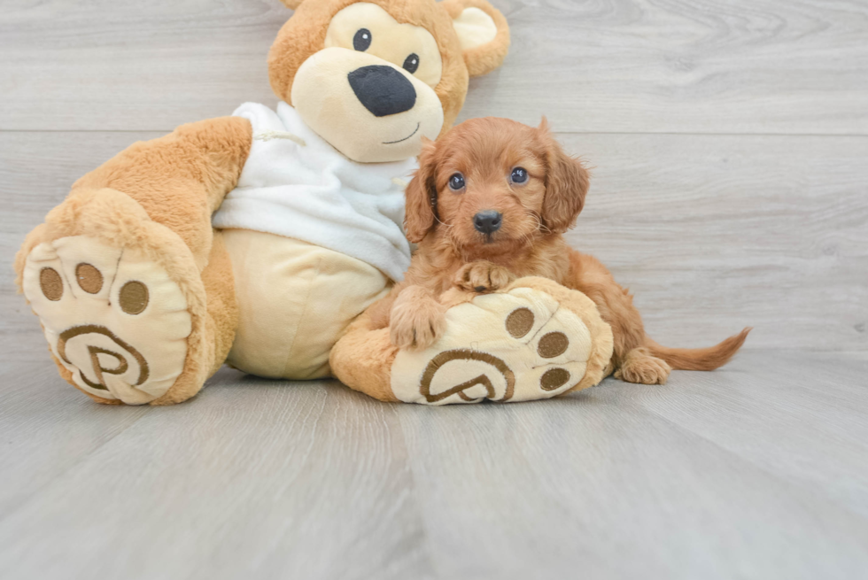 Best Mini Goldendoodle Baby