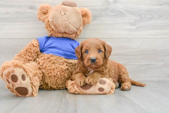 Best Mini Goldendoodle Baby