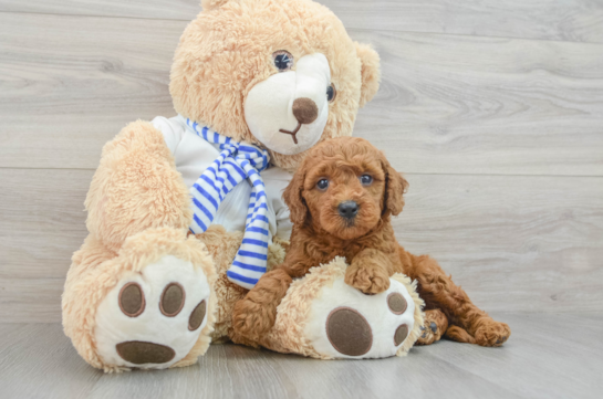 Mini Goldendoodle Pup Being Cute