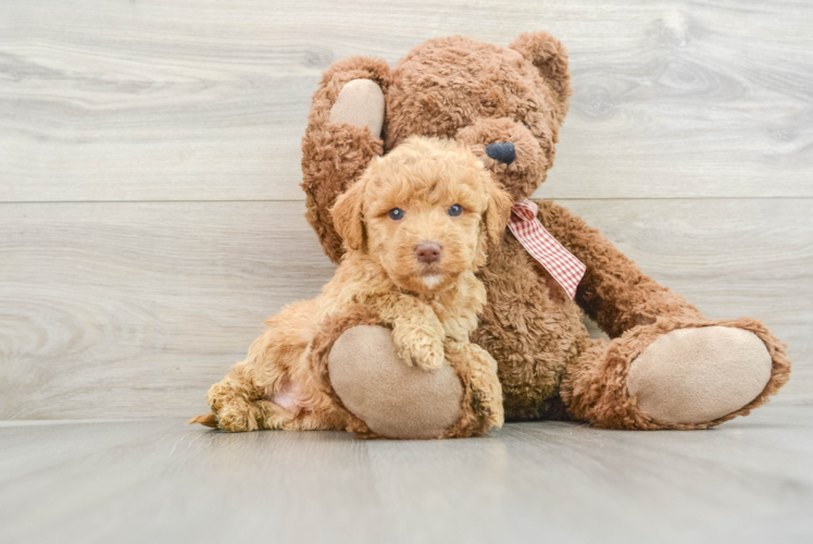 Happy Mini Goldendoodle Baby