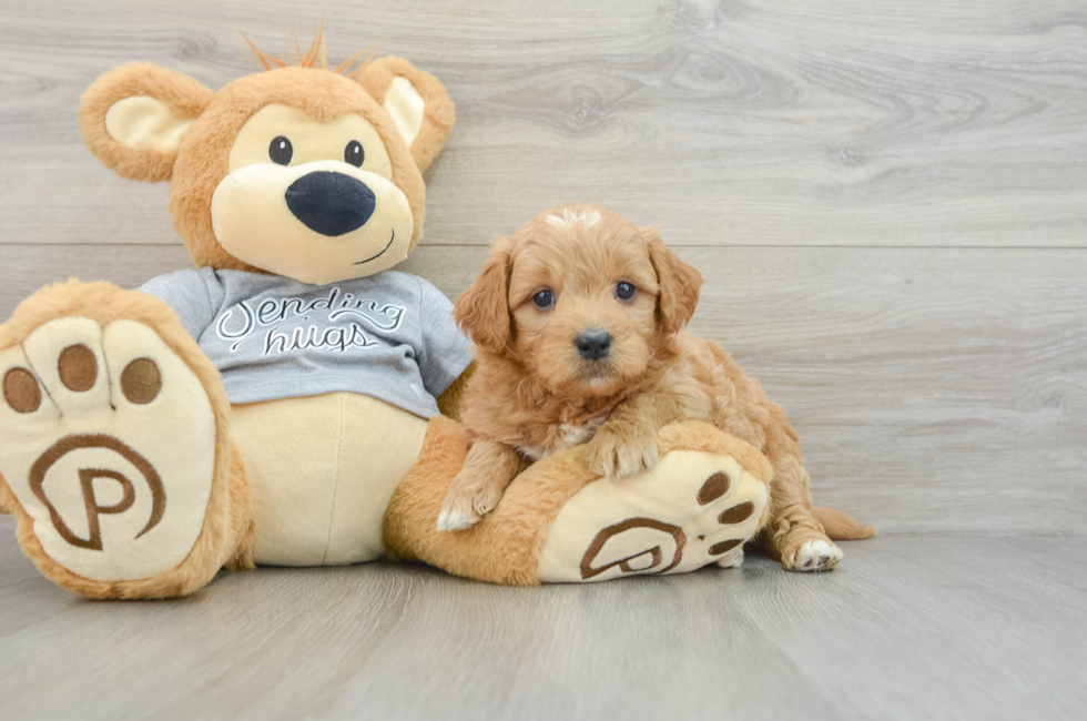 6 week old Mini Goldendoodle Puppy For Sale - Premier Pups