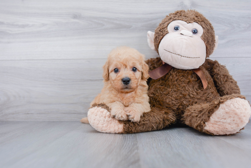 Energetic Golden Retriever Poodle Mix Puppy