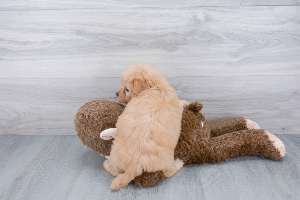 Mini Goldendoodle Pup Being Cute