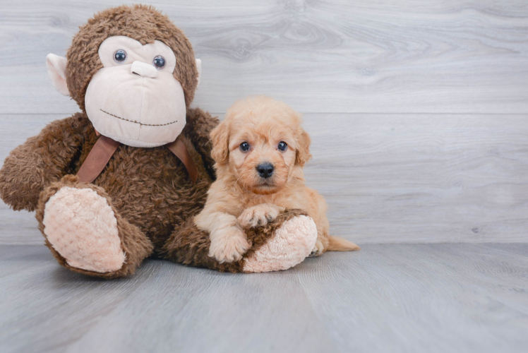 Playful Golden Retriever Poodle Mix Puppy