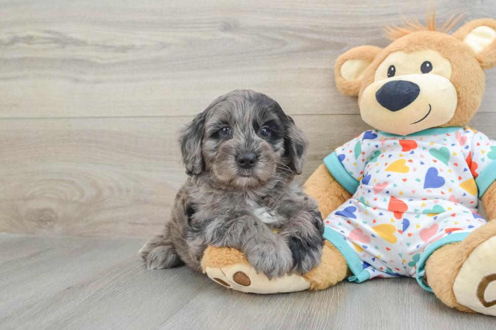 Friendly Mini Goldendoodle Baby