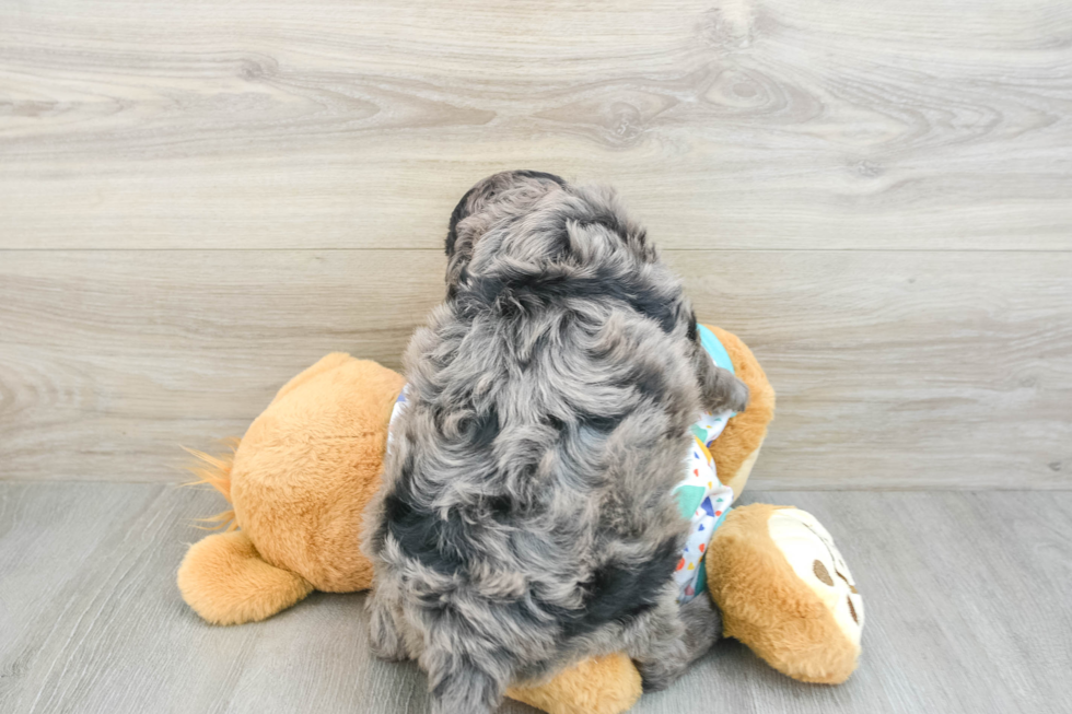 Mini Goldendoodle Pup Being Cute