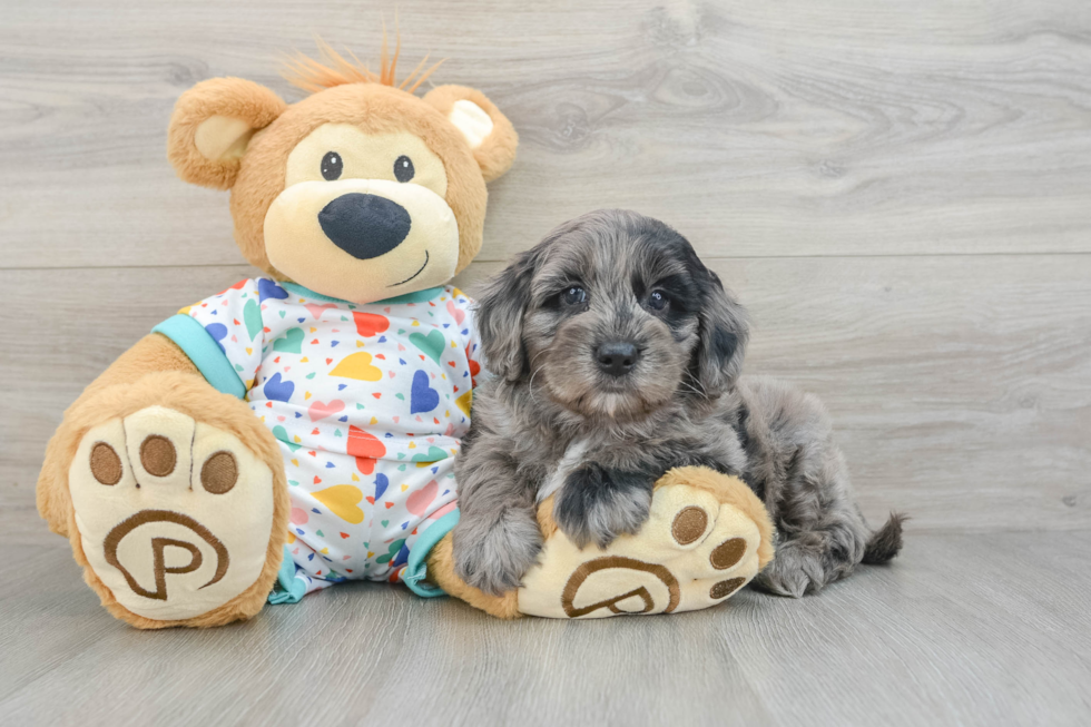 Mini Goldendoodle Pup Being Cute