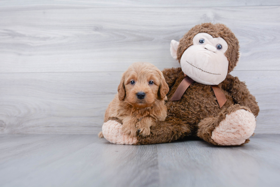 Best Mini Goldendoodle Baby