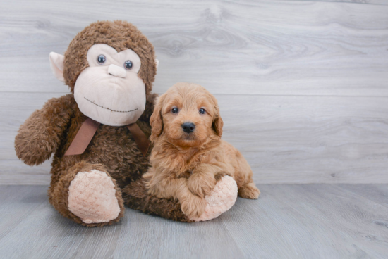 Best Mini Goldendoodle Baby