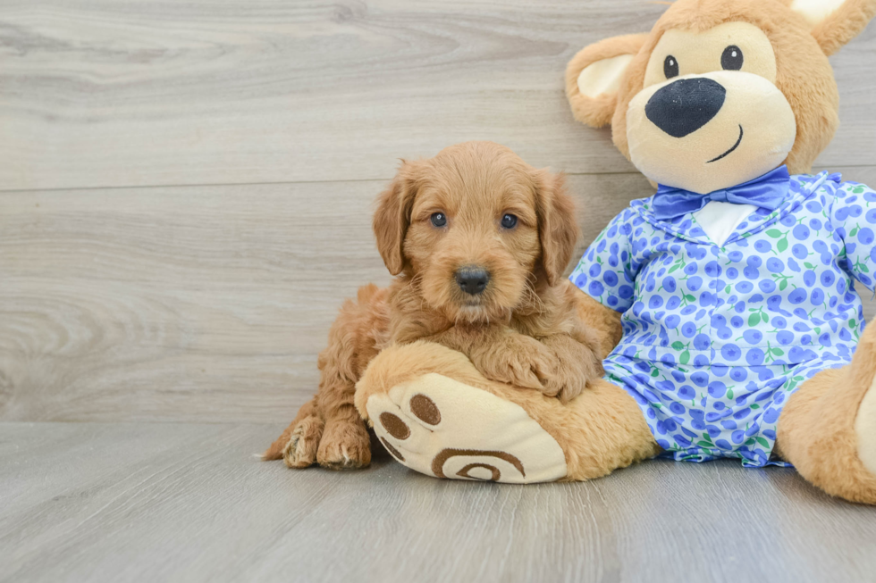 Fluffy Mini Goldendoodle Poodle Mix Pup