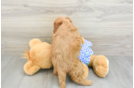 Popular Mini Goldendoodle Poodle Mix Pup