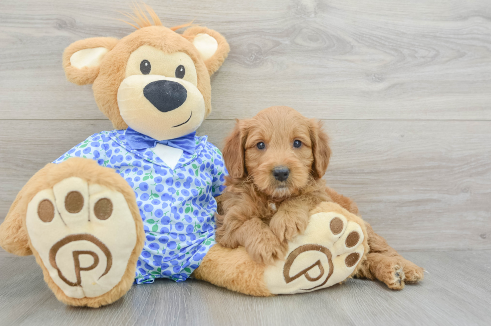 5 week old Mini Goldendoodle Puppy For Sale - Premier Pups