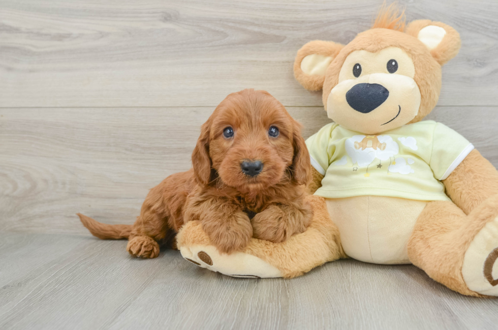 7 week old Mini Goldendoodle Puppy For Sale - Premier Pups