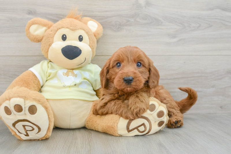 Meet Armani - our Mini Goldendoodle Puppy Photo 3/3 - Premier Pups