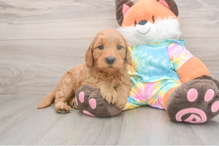 Mini Goldendoodle Puppy for Adoption