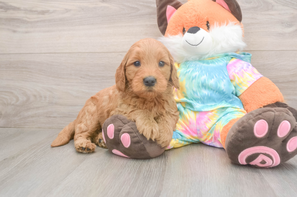 5 week old Mini Goldendoodle Puppy For Sale - Premier Pups