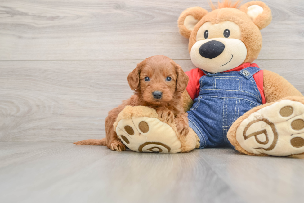 Friendly Mini Goldendoodle Baby
