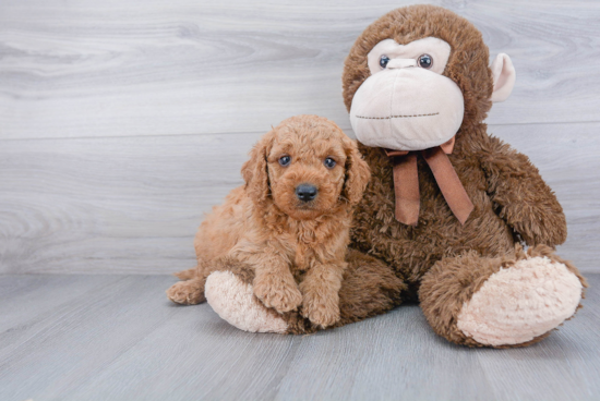 Hypoallergenic Golden Retriever Poodle Mix Puppy