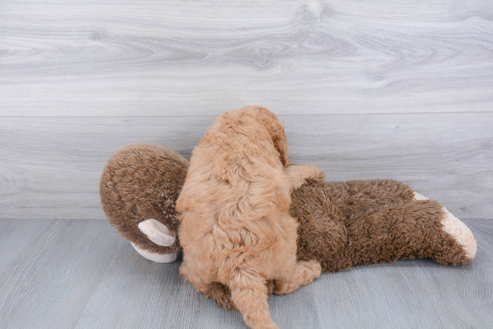 Hypoallergenic Golden Retriever Poodle Mix Puppy