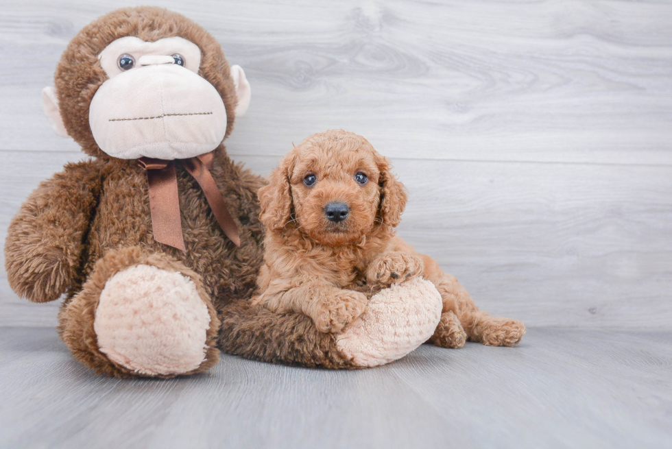 Adorable Golden Retriever Poodle Mix Puppy