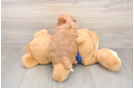 Funny Mini Goldendoodle Poodle Mix Pup