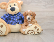 7 week old Mini Goldendoodle Puppy For Sale - Premier Pups