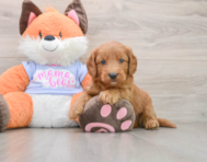 5 week old Mini Goldendoodle Puppy For Sale - Premier Pups