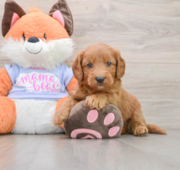 6 week old Mini Goldendoodle Puppy For Sale - Premier Pups