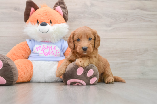 Petite Mini Goldendoodle Poodle Mix Pup