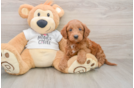 Cute Mini Goldendoodle Baby