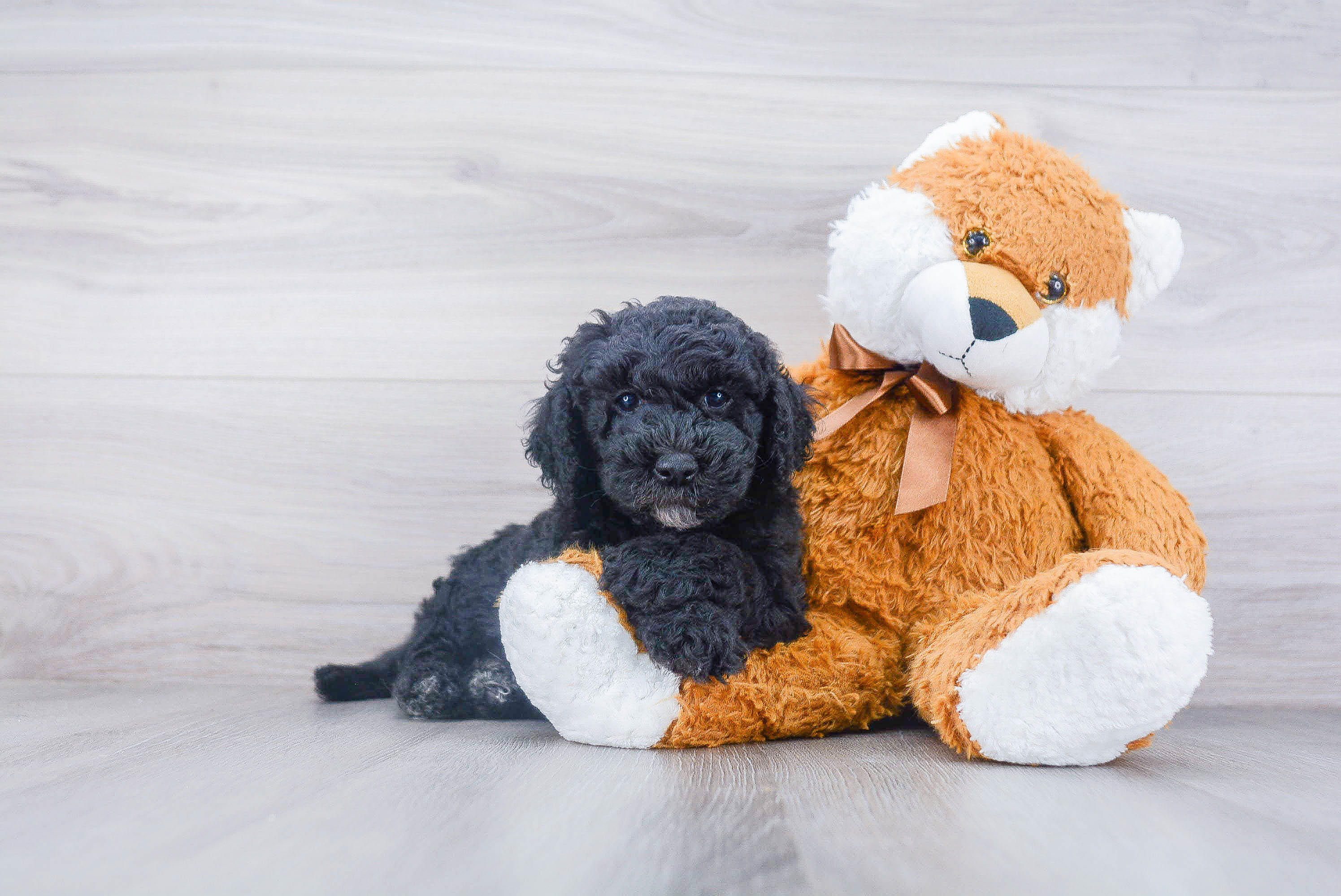 Mini Goldendoodle Puppy for Adoption
