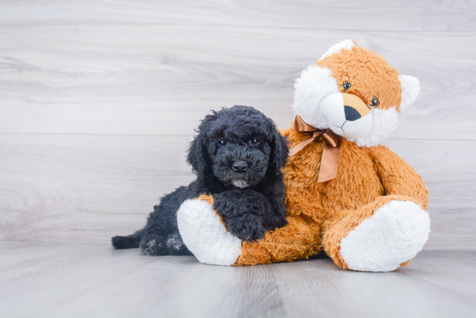 Mini Goldendoodle Puppy for Adoption