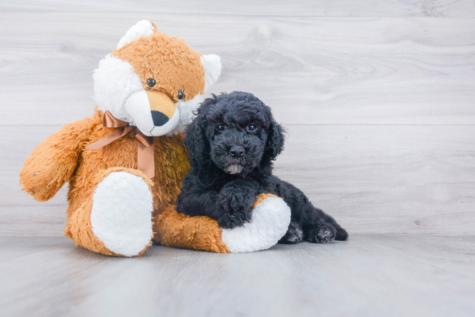 Funny Mini Goldendoodle Poodle Mix Pup