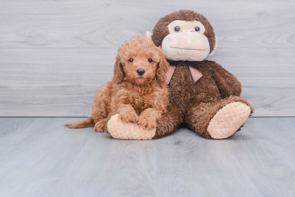 Mini Goldendoodle Pup Being Cute