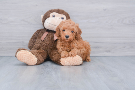 Best Mini Goldendoodle Baby