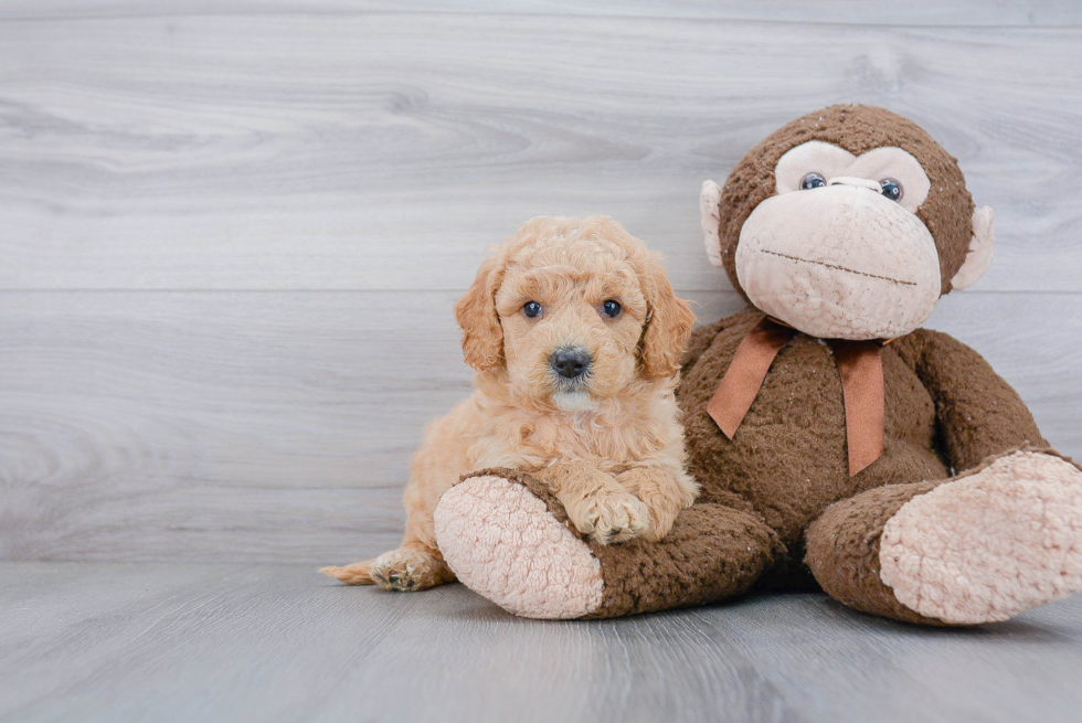 Small Mini Goldendoodle Baby