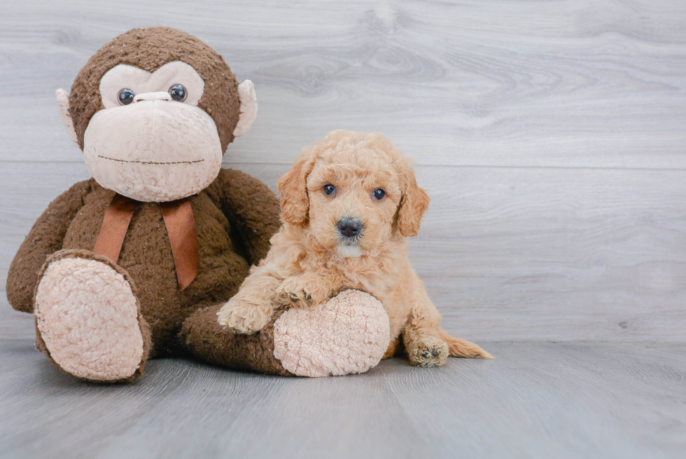 Mini Goldendoodle Puppy for Adoption