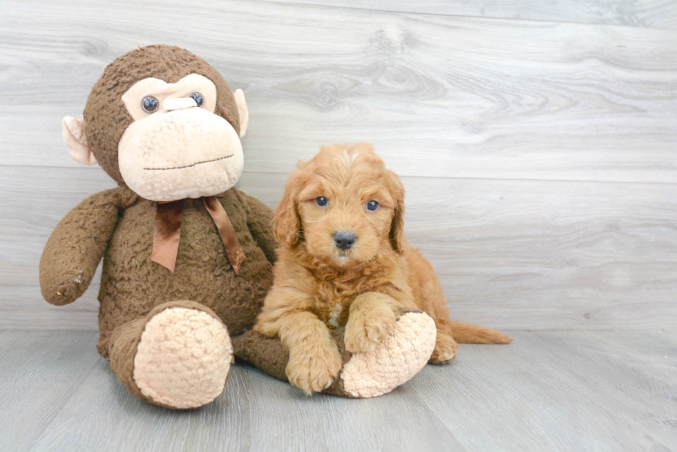 Energetic Golden Retriever Poodle Mix Puppy