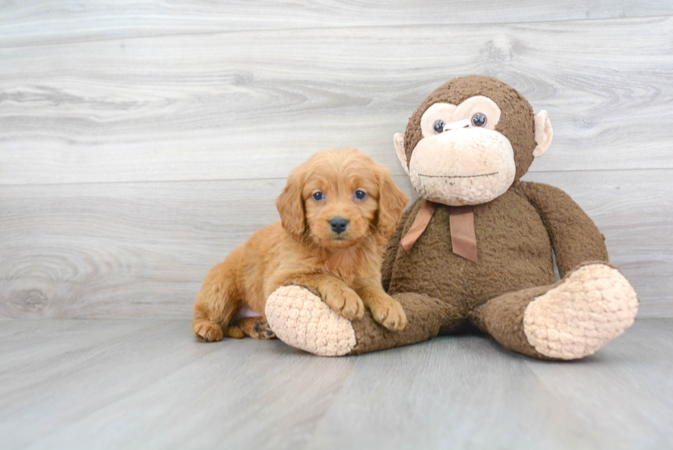 Popular Mini Goldendoodle Poodle Mix Pup