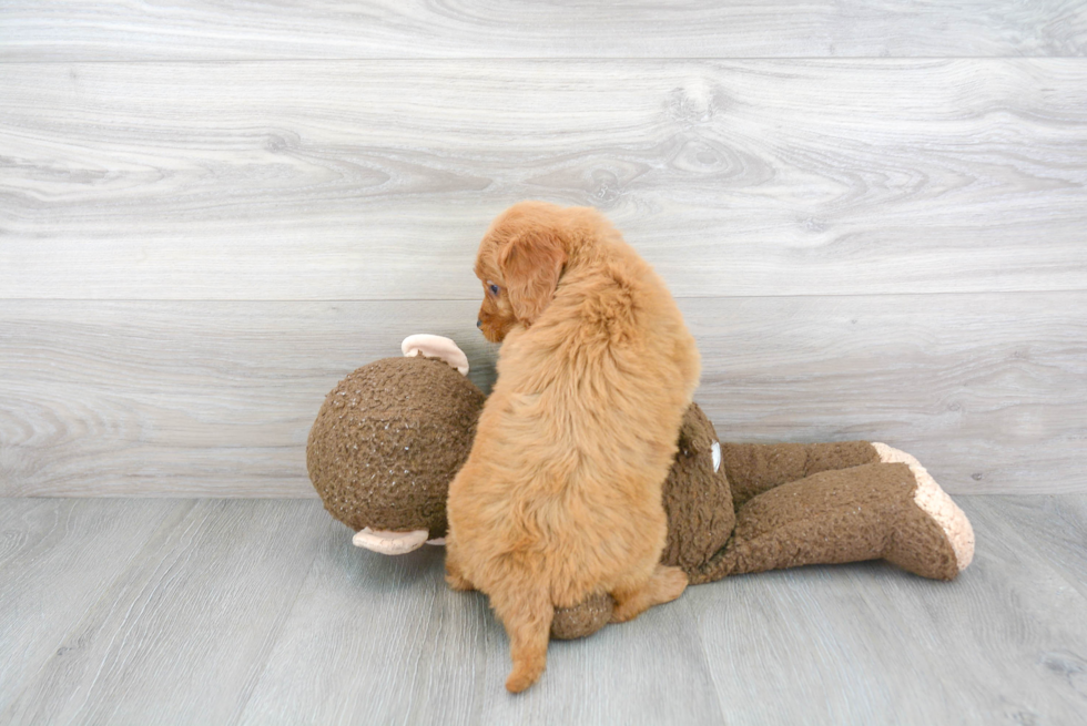 Hypoallergenic Golden Retriever Poodle Mix Puppy