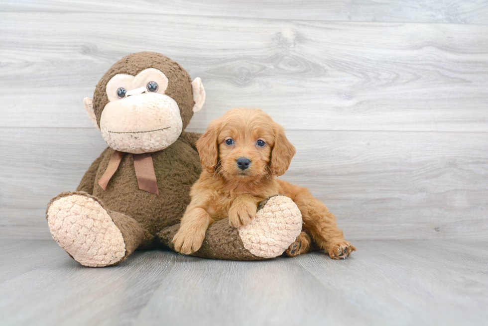 Mini Goldendoodle Pup Being Cute