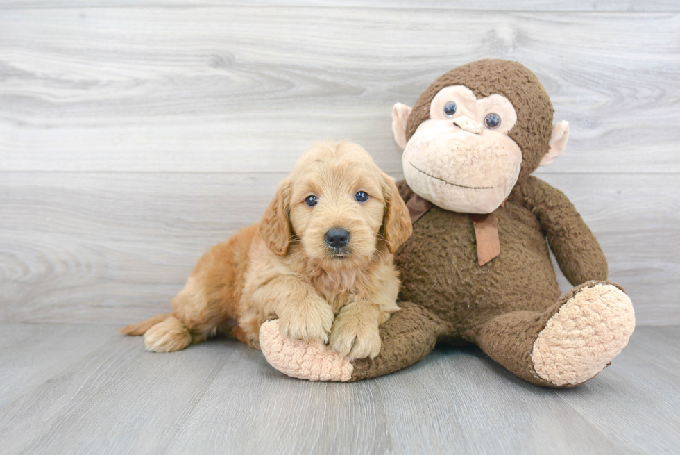 Mini Goldendoodle Pup Being Cute